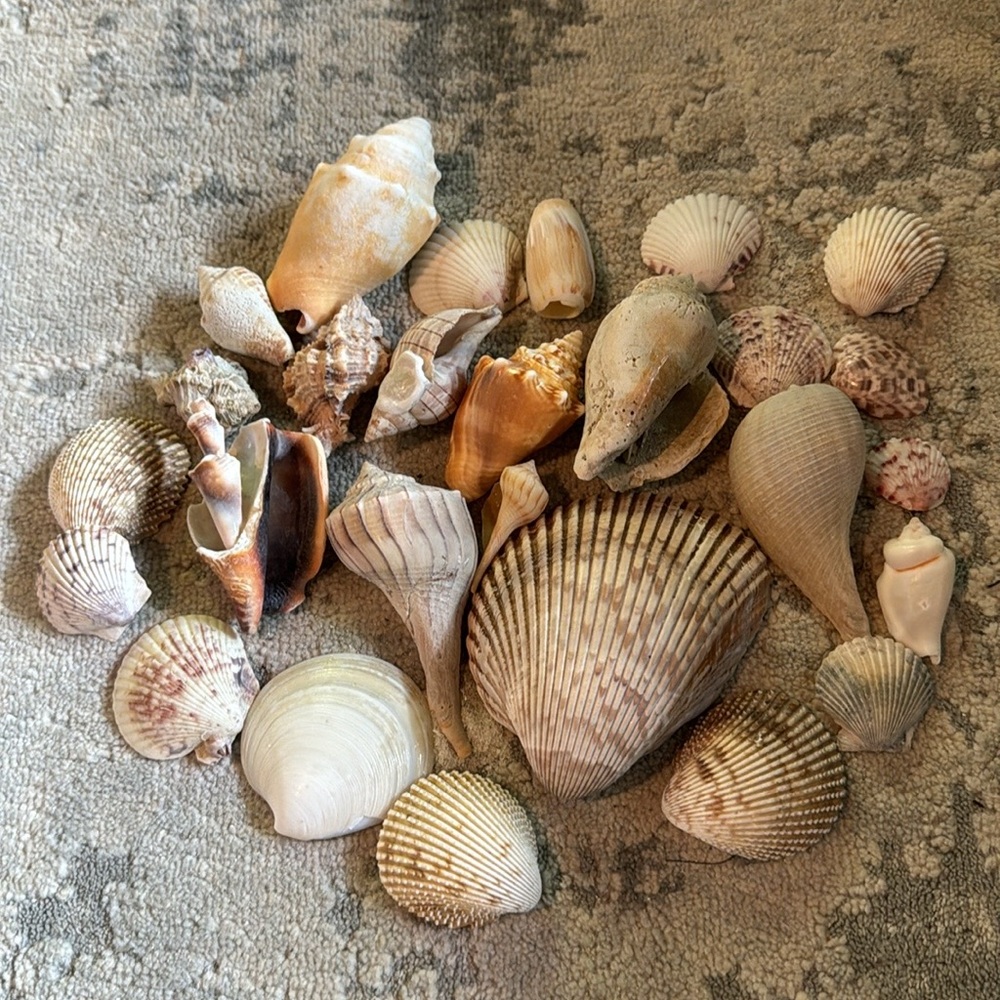 - -24 +Assorted Shells for Arts and Crafts Projects or home decor.